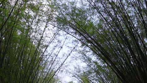 people walking through a serene bamboo forest