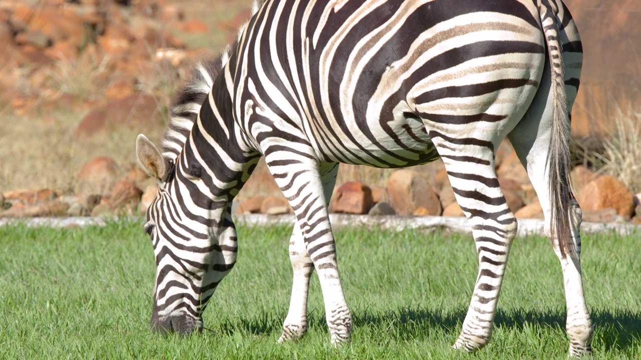 En steppezebra spiser græs i en solrig indhegning med stenet terræn og naturlig belysning.
