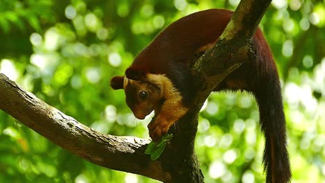 indian giant squirrel (rare animal) eating a leaf in the forest in slow motion