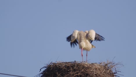 white stork standing in its nest and looking around, extreme closeup view