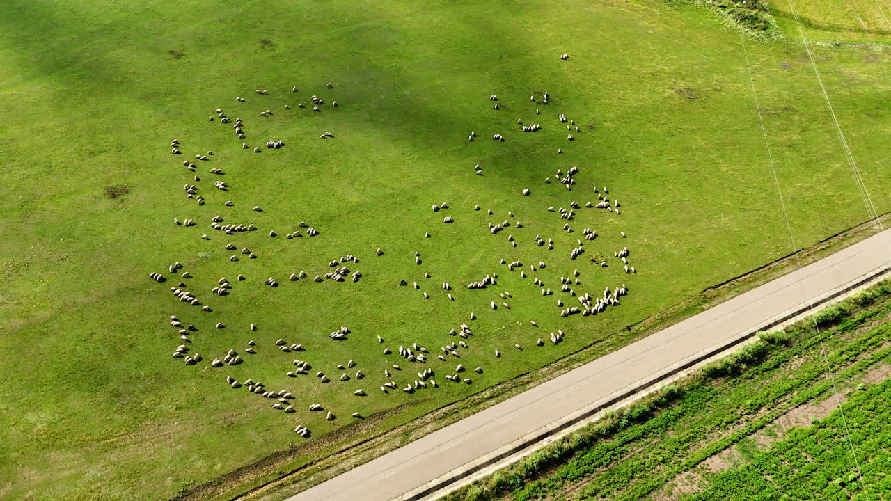 Sheep grazing on a green field. Aerial view of a flock of sheep scattered across a meadow near the road in Romania