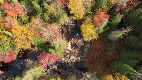 Vista-De-Arriba-Hacia-Abajo-A-Lo-Largo-Del-Arroyo-Rodeado-De-Bosque-Con-Colores-De-Otoño,-Parque-Algonquin