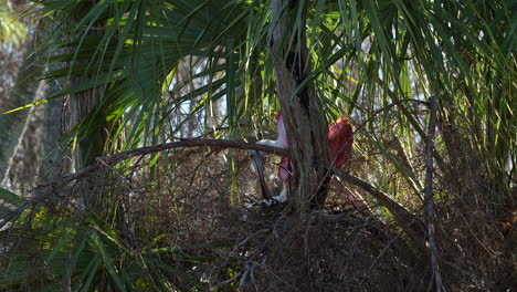 Roseate-spoonbill-pair-building-and-arranging-nest-with-new-nest-material