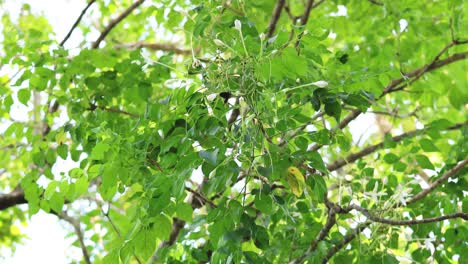 insect foraging among vibrant green leaves