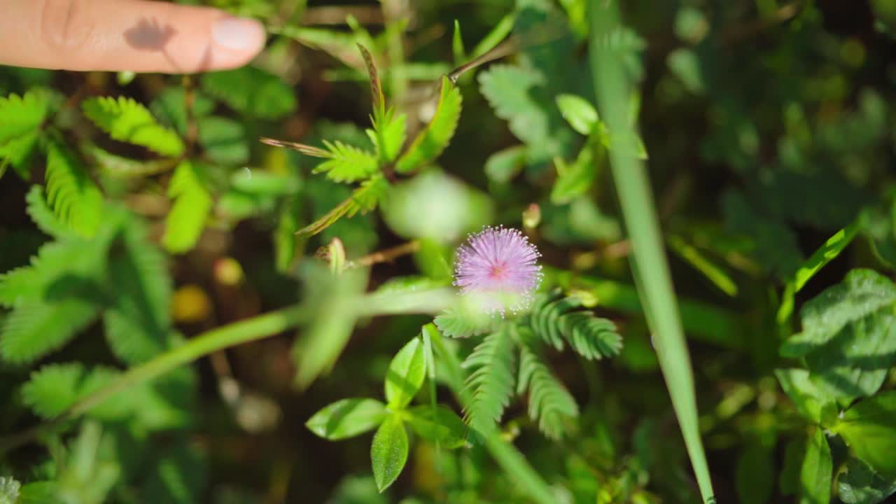 Mano di donna che sfiora foglie verdi e fiori alla luce del sole