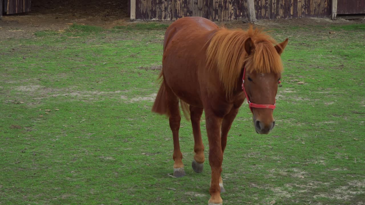 A beautiful, well-groomed brown Hucul horse approaches from the stable in Puszta, Hungary