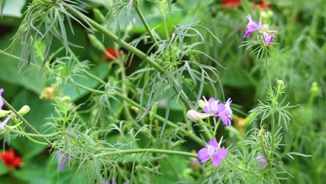 vibrant flowers gently moving in the wind