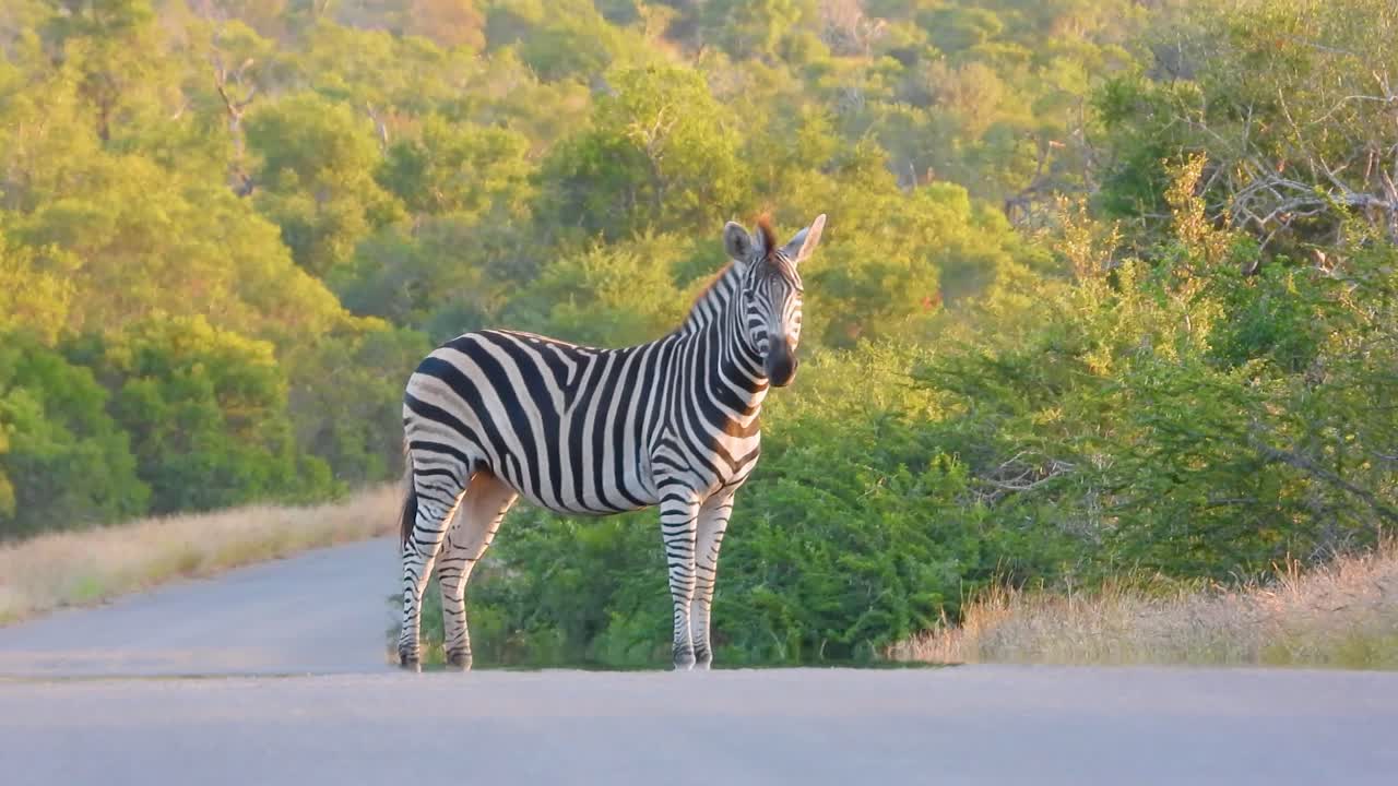 Magnificent zebra next to a dirt road in the multi-species conservation park - Kruger National Park.