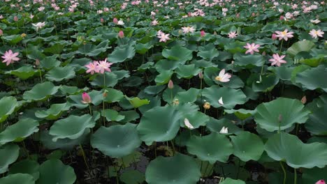 aerial pan shot of lotus pond looking beautiful during daytime. big green leaves.