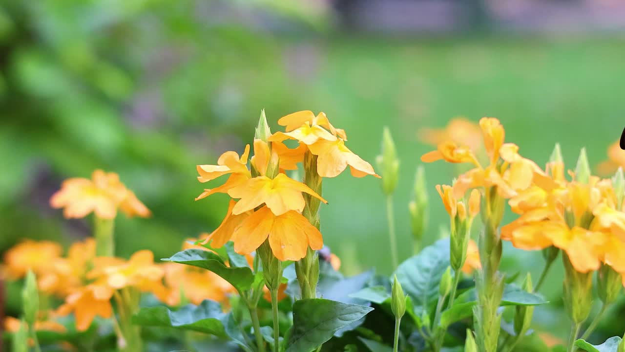 A vibrant blue butterfly flutters gracefully around bright yellow flowers, set against a lush green background, creating a serene and lively scene