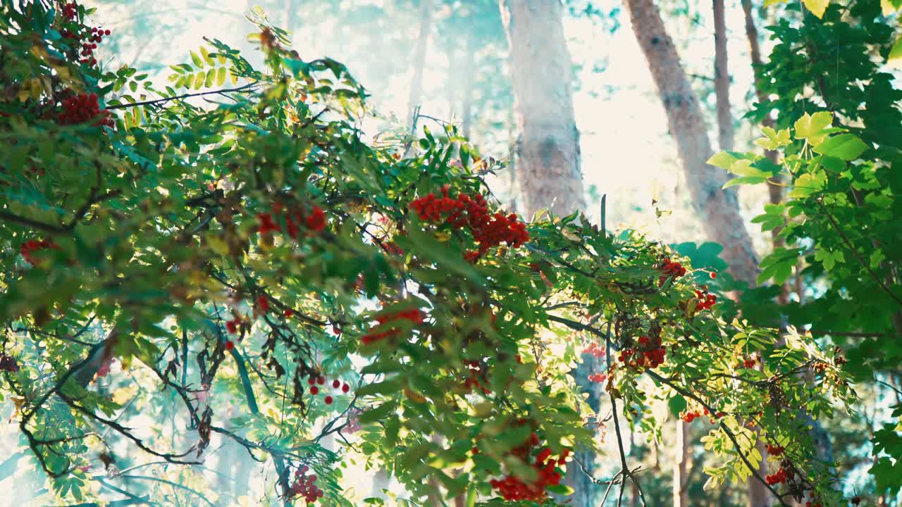 높은 나무들 사이에서 숲을 걸어다니세요.