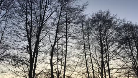 walking on a forest road, early spring season, with beautiful light coming from sunset