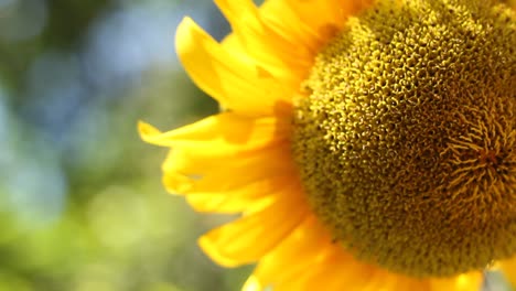 a close up of a fresh sunflower on a blurry background