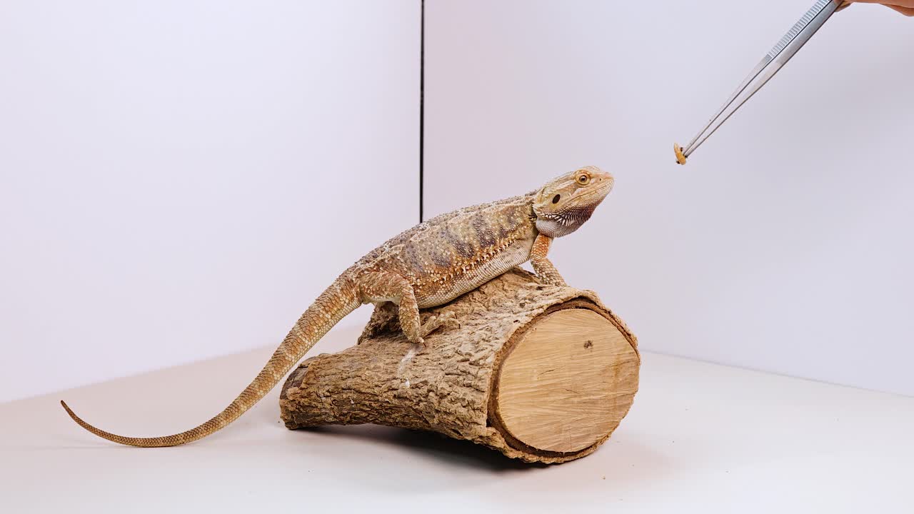 Close-up of a bearded dragon (Pogona vitticeps) exhibiting natural behavior on a log perch inside a terrarium with soft lighting and a white background. This minimalistic setup highlights the reptile's curious and calm demeanor, ideal for educational content on animal behavior, pet care, and herpeto