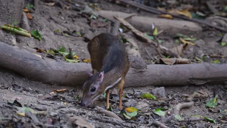 Beim-Fressen-Blickt-Es-In-Die-Kamera-Und-Bewegt-Sich-Dann-Nach-Rechts,-Zwergmaulhirsch-Tragulus-Kanchil,-Thailand