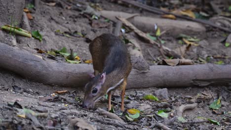 mirando hacia la cámara mientras se alimenta y luego se mueve hacia la derecha, ratón-cervo menor tragulus kanchil, tailandia