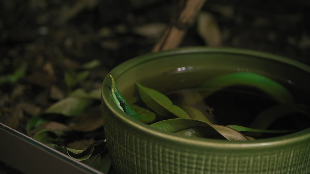 serpiente verde parcialmente sumergida en un cuenco verde lleno de agua, rodeada de hojas