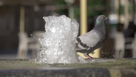 Paloma-Bebiendo-Agua-De-Una-Fuente-De-Agua-En-Murcia-España