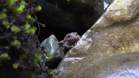 una rana diminuta se sienta contenta en las rocas húmedas del río