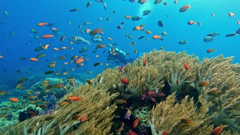 Scuba-divers-swimming-with-small-colorful-tropical-fish