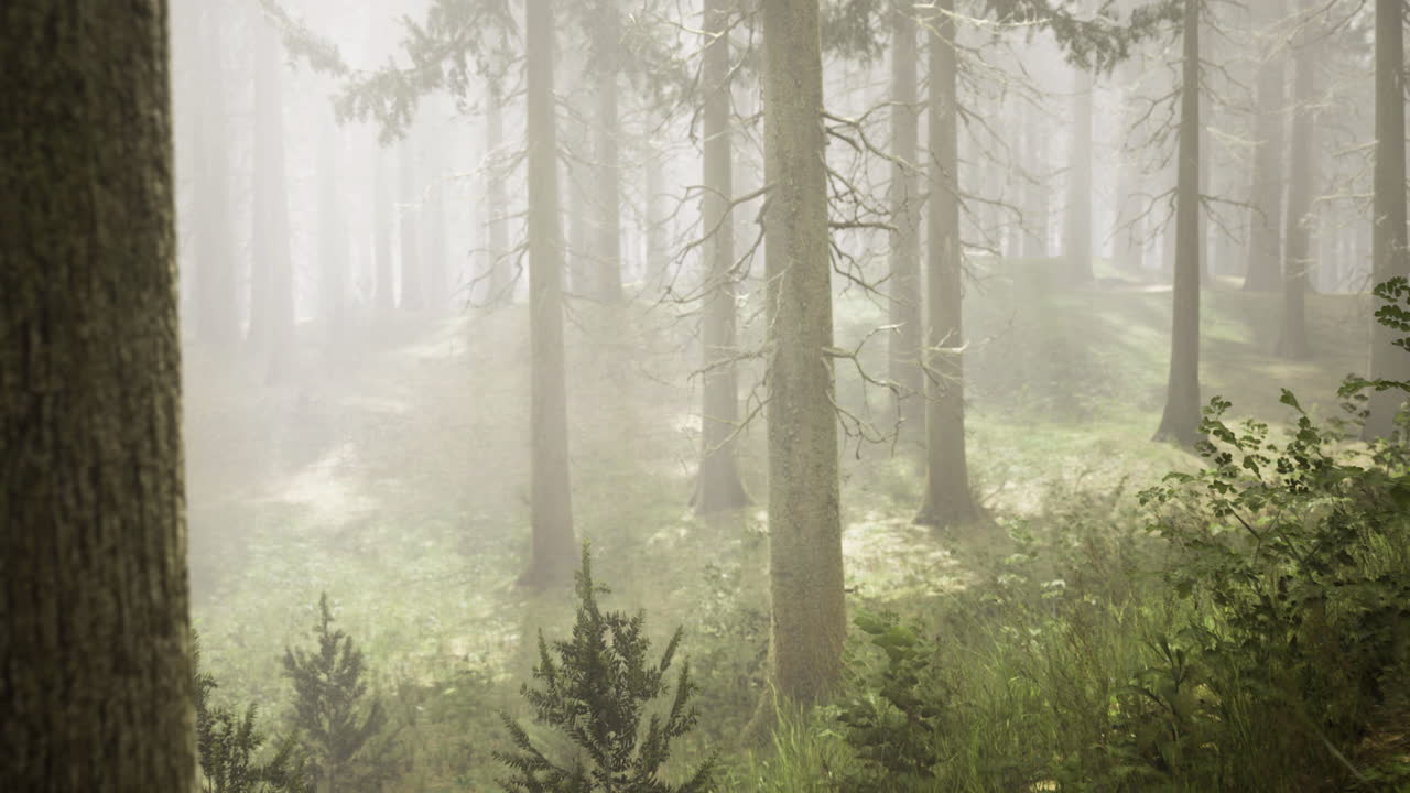 Misty forest landscape with towering trees and soft greenery in tranquility