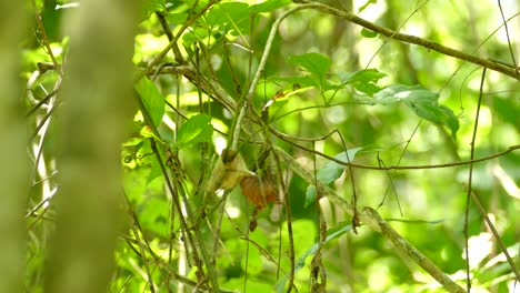 pájaro reyezuelo exótico esperando de rama en rama en panamá