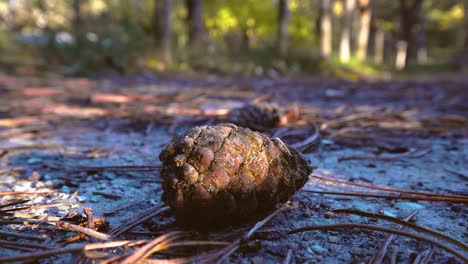 Pinecone-laying-around-on-the-autumn-ground,-sun-shines