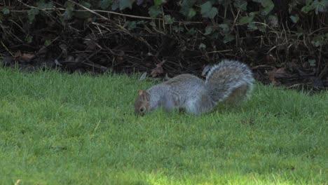 squirrel searching for nuts, sniffing green grass