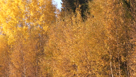 Reihe-Bunter-Gelber-Birken-In-Der-Herbstsaison,-Nach-Links-Schwenkend