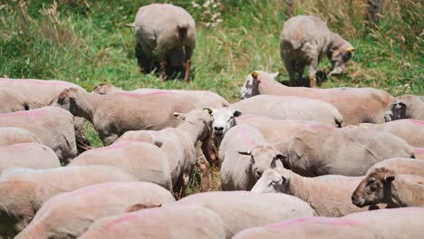 flock of sheep standing huddled together in sun on grass meadow