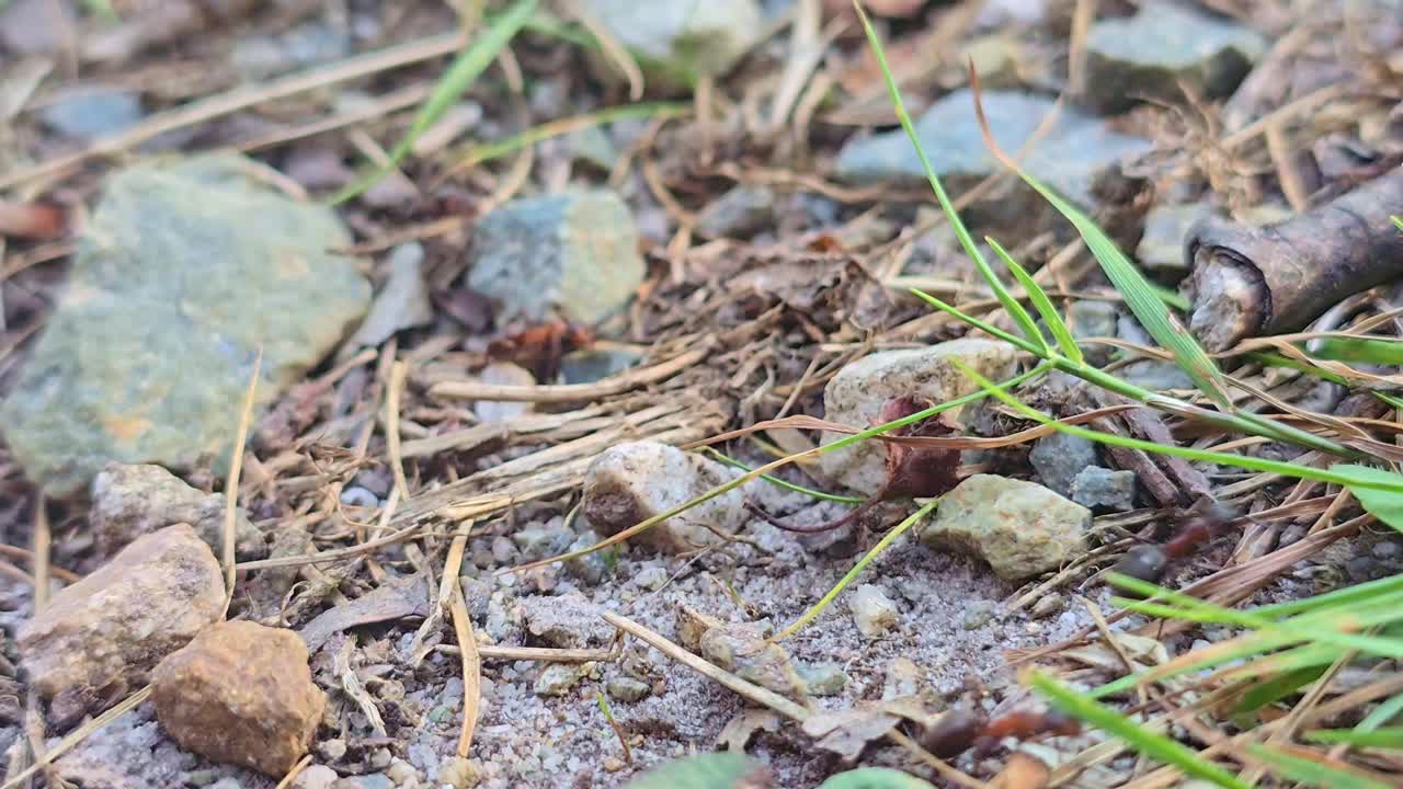 Static close-up of red ants moving quickly across soil, small rocks, dry grass, and twigs
