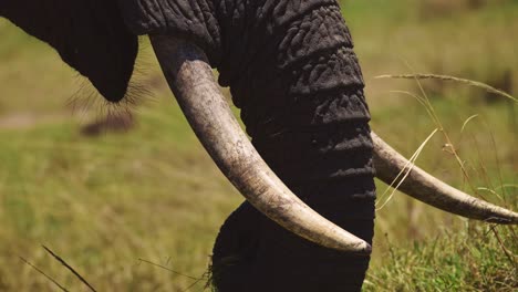 slow motion shot of close up detail of elephant trunk and ivory tusks grazing in tall grass, african wildlife in maasai mara national reserve, kenya, africa safari animals in masai mara