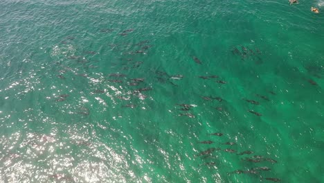 manada de delfines nadando en las islas maldivas cerca de un barco turístico con nadadores de snorkel, vista aérea superior panorámica derecha