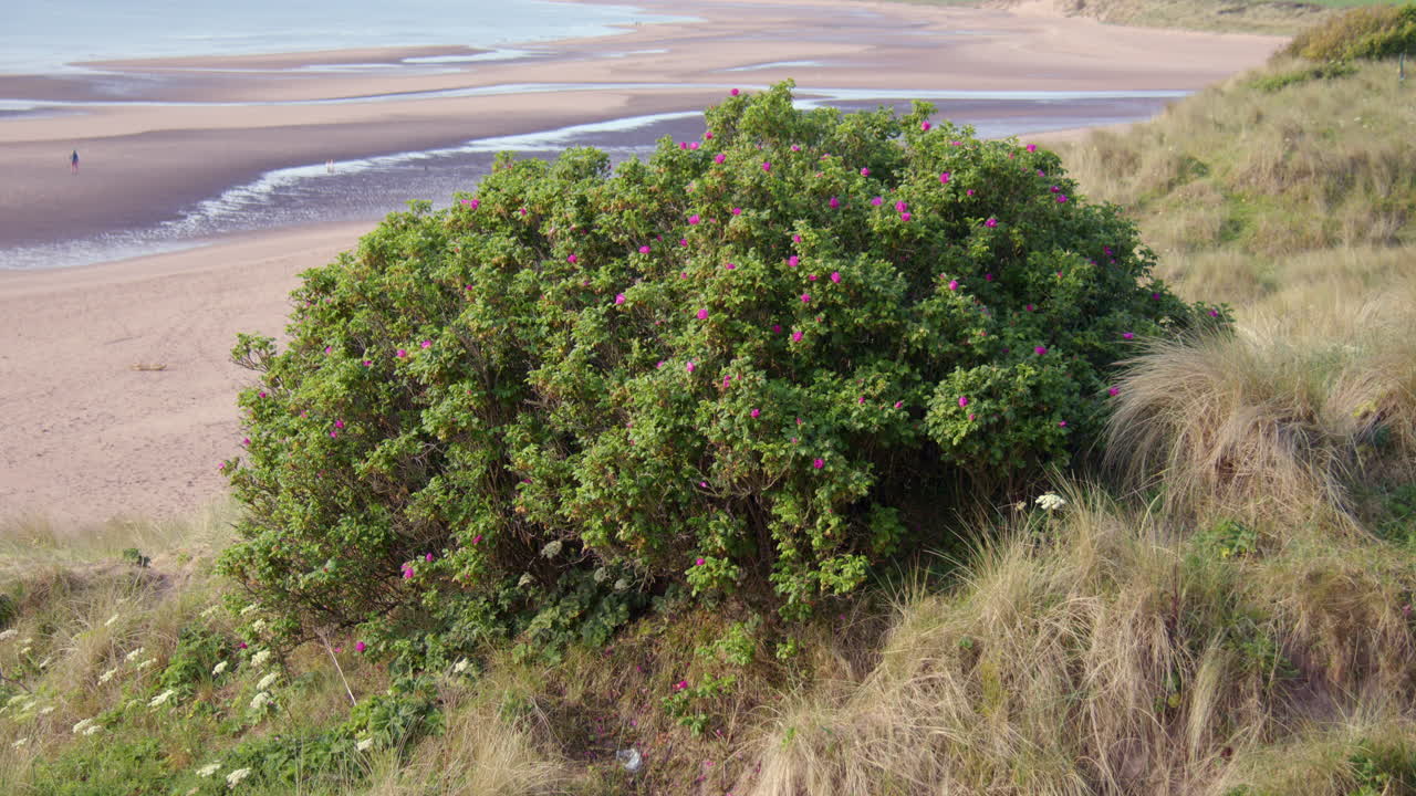Wide shot of Rosa rugosa in flower at Lunan bay beach on the Angus coastline