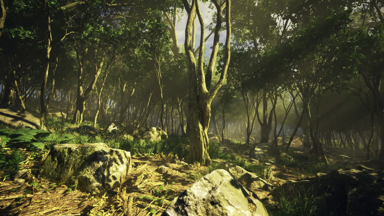 Sunlight breaks through the canopy in a serene forest setting at dawn