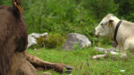 Vacas-Alpinas-Blancas-Y-Negras-Descansan-En-El-Bosque-De-Gosausee