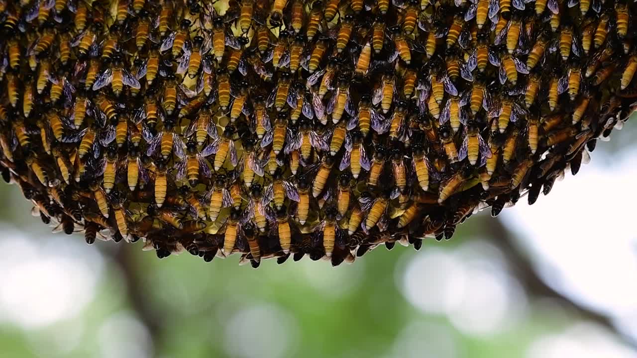 거대 꿀벌은 먹이로 꿀을 저장하기 위해 밀랍으로 만든 대칭 주머니가 있는 큰 둥지 군집을 만드는 것으로 알려져 있습니다.