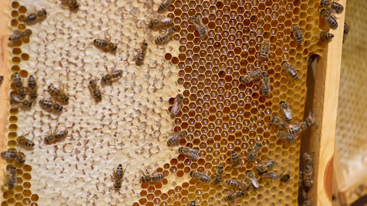 Industrious honey insects moving by the honeycombs. Frame of wax cells filled with honey and ready for extraction. Close up.