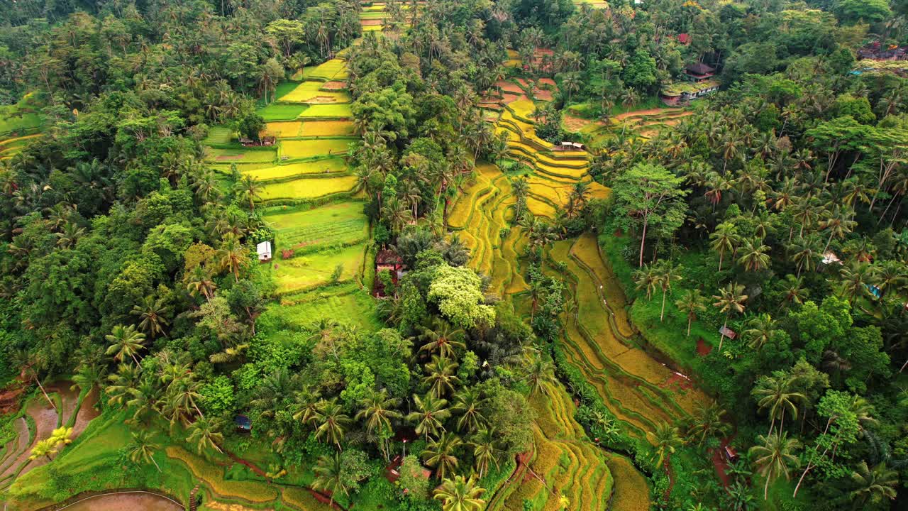 terraza de arroz tegalalang vista aérea de toda la terraza, ubud, bali
