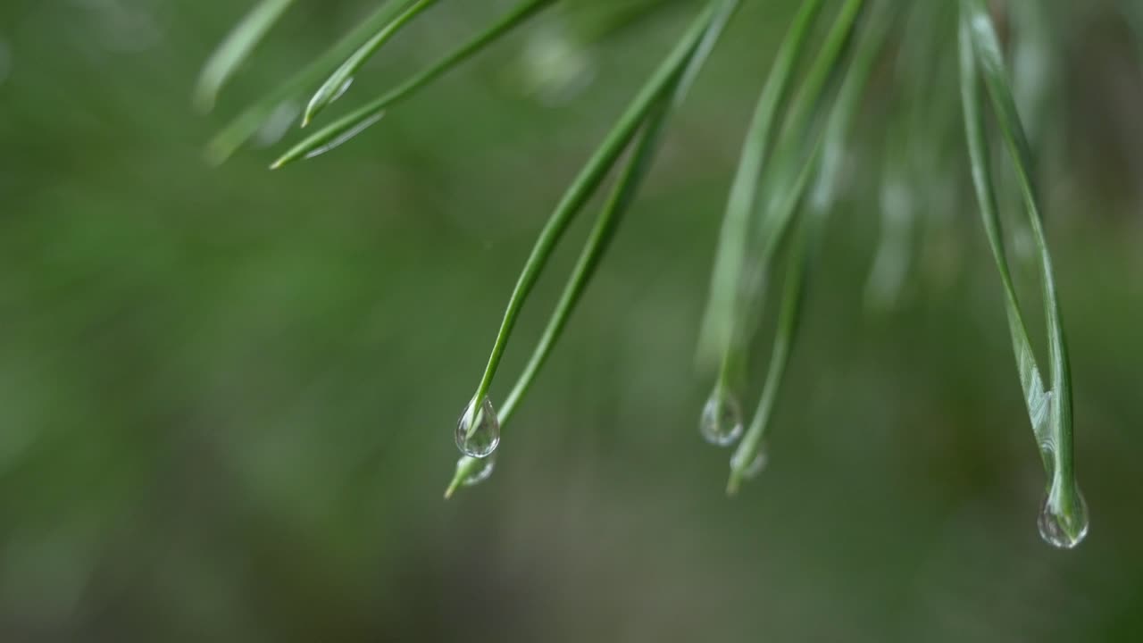 소나무 바늘과 물방울의 클로즈업