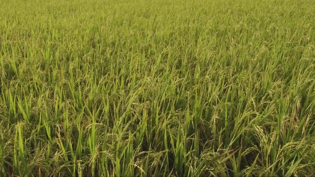 수마트라 인도네시아에 논을 닫습니다