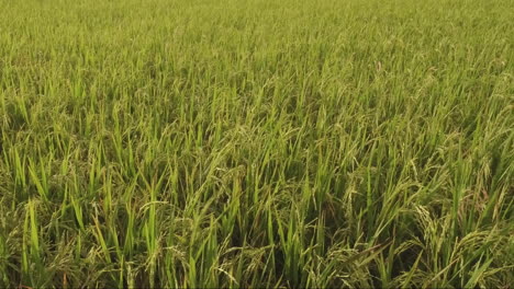 close up of rice-field on sumatra indonesia