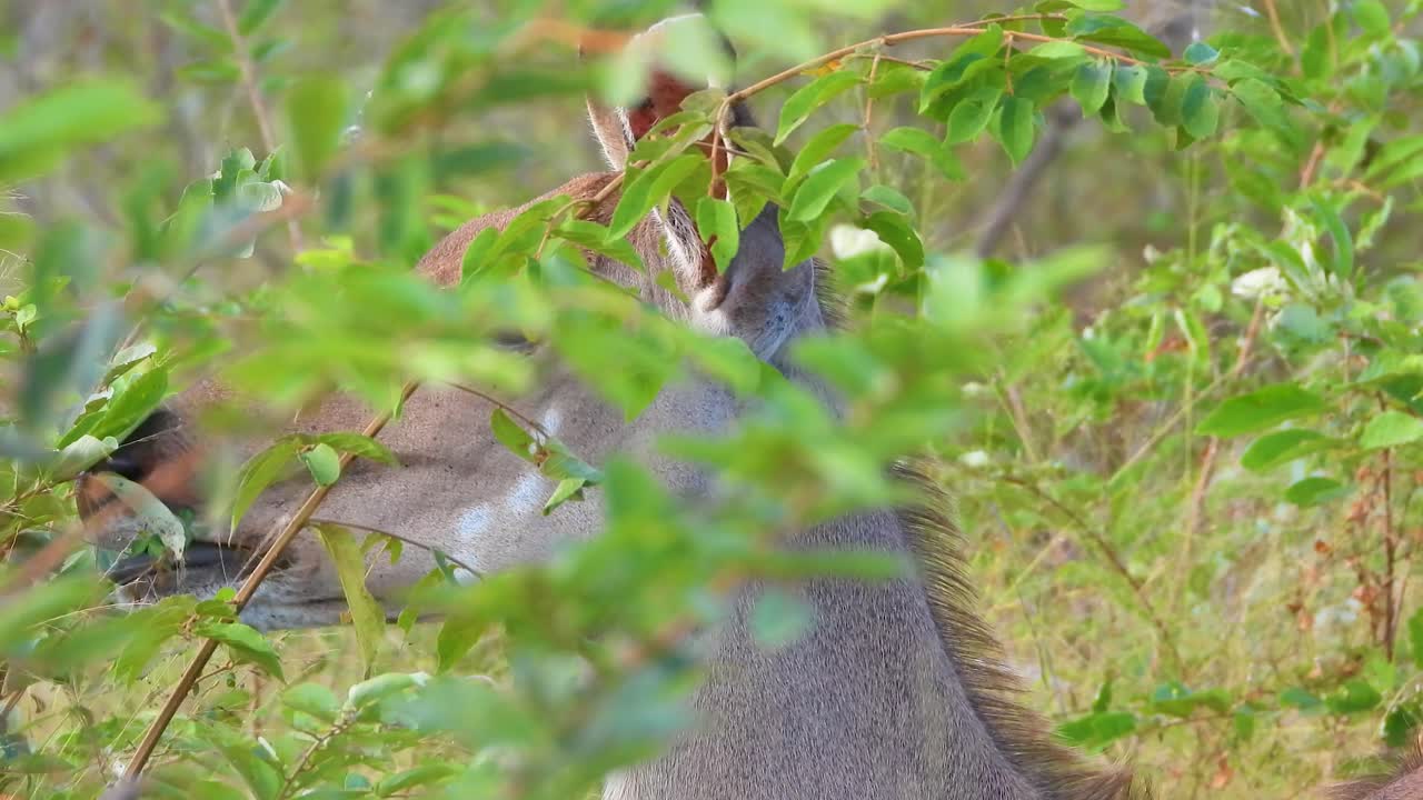 Antelope eating vegetation in Kruger National Park, South Africa