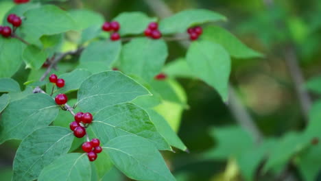 close-up honeysuckle leaves laden with berries
