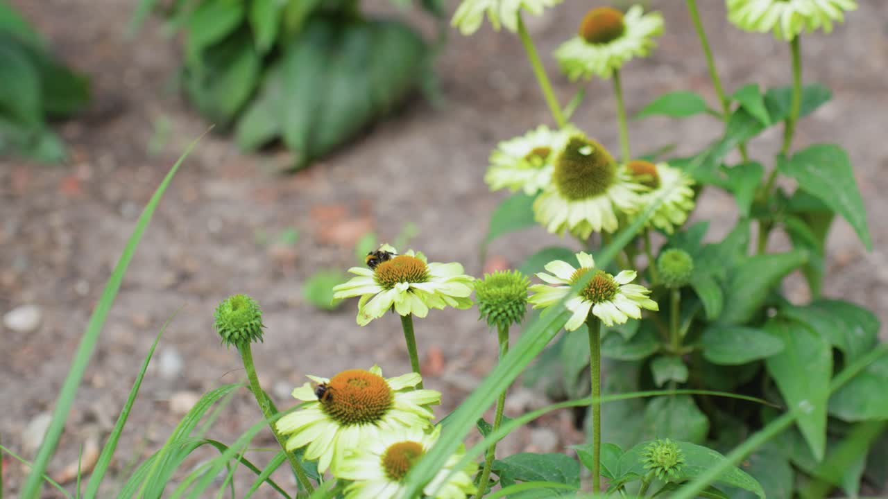 disparo en primer plano de un par de abejorros volando alrededor de margaritas comunes recolectando néctar en el campo