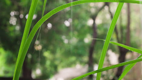 Regen-Fällt-In-Zeitlupe-über-Lange-Zitronengrashalme,-Während-Die-Tropfen-Mit-Grünem-Bokeh-Auf-Die-Grashalme-Spritzen