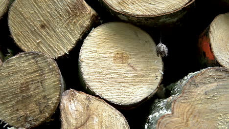 Freshly-Cut-Tree-Logs-Stacked-Up-In-A-Pile-In-The-Forest---close-up