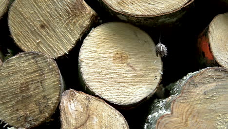 Freshly Cut Tree Logs Stacked Up In A Pile In The Forest - close up