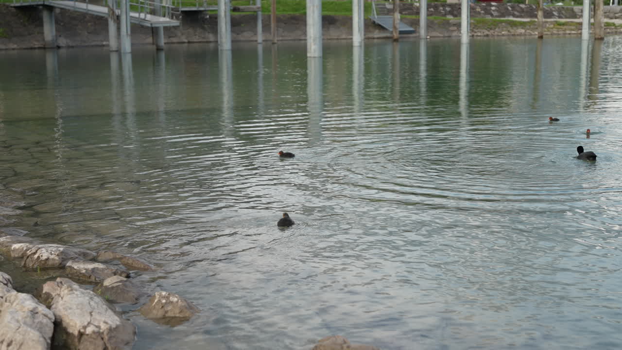 Ducks Swimming Calmly In Lake Water Near Rocky Shore In Switzerland. wide shot, slow motion