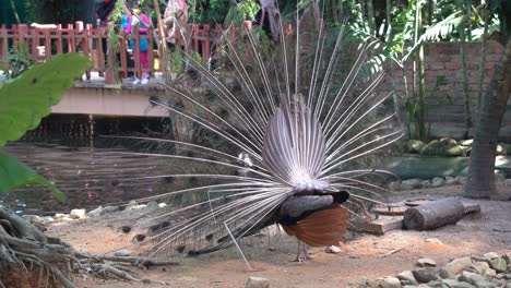 atracción turística hermoso pavo indio pavo cristatus moviéndose